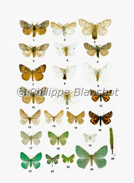 papillons 02.JPG - in "Le Guide Entomologique"Patrice Leraut et Philippe BlanchotEds Delachaux & Niestlé 2003Lépidoptères1 mâle Calliteara abietis (Denis & Schiffermüller), Le Liparis du sapin, Lymantriidae2 mâle Laelia coenosa (Hübner), Le Liparis du rubanier, Lymantriidae3 femelle, 7 mâle Lymantria dispar (Linné), Le Disparate, Lymantriidae4 mâle Calliteara pudibunda (Linné), La Patte-étendue, Lymantriidae5 mâle Euproctis similis (Fuessly), Le Cul-doré, Lymantriidae6 mâle Dicallomera fascelina (Linné), Le Bombyx porte-brosses, Lymantriidae8 mâle Euproctis chrysorrhoea (Linné), Le Cul-brun, Lymantriidae9 mâle Arctornis l-nigrum (Müller), Le L noir, Lymantriidae10 mâle Lymantria monacha (Linné), La Nonne, Lymantriidae11 mâle Leucoma salicis (Linné), Le Bombyx du saule, Lymantriidae12 mâle Boudinotia notha (Hübner), L’Illégitime, Geometridae13 mâle Alsophila aescularia (Denis & Schiffermüller), L’Alsophile printanière, Geometridae14 mâle Inurois aceraria (Denis & Schiffermüller),  L’Alsophile automnale, Geometridae15 Aplasta ononaria (Fuessly), La Phalène de l’arrête-bœuf, Geometridae16 mâle Archiearis parthenias (Linné), L’Intruse, Geometridae17 Pseudoterpna pruinata (Hufnagel), L’Hémithée du genêt, Geometridae18 Comibaena bajularia (Denis & Schiffermüller), Le Verdelet, Geometridae19 Jodis lactearia (Linné), L’Hémithée éruginée, Geometridae20 Antonechloris smaragdaria (Fabricius), L’Émeraude, Geometridae21 Chlorissa viridata (Linné), La Phalène verte des callunes, Geometridae22 Eucrostes indigenata (Villers), La Smaragdine rouillée, Geometridae23 mâle, 24 (chenille mature), Geometra papilionaria (Linné), La Grande naïade, Geometridae